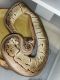 Ball Python Reptiles for sale in 8 Lucille Dr, South Setauket, NY 11720, USA. price: $120