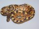 Ball Python Reptiles for sale in Cocoa, FL, USA. price: $450