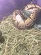 Ball Python Reptiles for sale in 14312 Rockside Rd, Garfield Heights, OH 44125, USA. price: $50