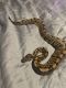 Ball Python Reptiles for sale in Temple, GA 30179, USA. price: NA
