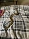 Ball Python Reptiles for sale in Robertsdale, AL, USA. price: $400