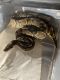 Ball Python Reptiles for sale in Bloomsburg, PA 17815, USA. price: $5,000