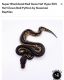 Ball Python Reptiles for sale in Imperial Beach, California. price: $2,000