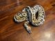 Ball Python Reptiles for sale in Colorado Springs, Colorado. price: $50