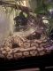 Ball Python Reptiles for sale in Green Bay, Wisconsin. price: $300