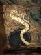 Ball Python Reptiles for sale in Princeton, Texas. price: $1,000