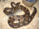 Ball Python Reptiles for sale in Laguna Hills, CA, USA. price: NA