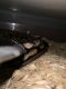 Ball Python Reptiles for sale in Zanesville, OH 43701, USA. price: $75