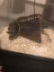 Ball Python Reptiles for sale in Knoxville, TN 37919, USA. price: $100