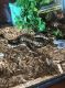 Ball Python Reptiles for sale in Statesboro, GA, USA. price: NA