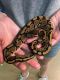 Ball Python Reptiles for sale in Chattanooga, TN, USA. price: $100