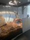 Ball Python Reptiles for sale in Cypress, TX, USA. price: NA