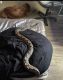 Ball Python Reptiles for sale in 11587 119th Terrace N, Largo, FL 33778, USA. price: NA