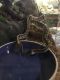 Ball Python Reptiles for sale in Aurora, CO 80013, USA. price: NA