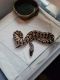 Ball Python Reptiles for sale in Scottsdale, AZ, USA. price: NA