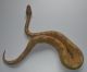Ball Python Reptiles for sale in St. Petersburg, FL, USA. price: NA