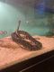 Ball Python Reptiles for sale in Bardstown, KY 40004, USA. price: NA