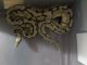 Ball Python Reptiles for sale in Roane County, TN, USA. price: $350