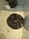 Ball Python Reptiles for sale in Warren, OH, USA. price: $250