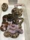 Ball Python Reptiles for sale in Chantilly, VA, USA. price: $350