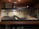 Ball Python Reptiles for sale in Bell Buckle, TN 37020, USA. price: NA