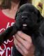 Cane Corso puppies girls and boys