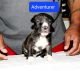 Bandog Puppies for sale in Joliet, IL, USA. price: NA