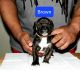 Bandog Puppies for sale in Joliet, IL, USA. price: NA