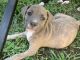 Bandog Puppies for sale in Columbia, SC, USA. price: NA