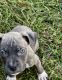 Bandog Puppies for sale in Richmond, VA, USA. price: NA