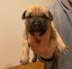 Bandog Puppies for sale in Detroit, MI, USA. price: NA