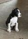 Bandog Puppies for sale in Constantine, MI 49042, USA. price: NA