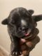 Bandog Puppies for sale in Cleveland, OH, USA. price: NA