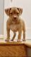 Bandog Puppies for sale in Owings Mills, MD, USA. price: $800