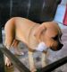 Bandog Puppies for sale in Tomball, Texas. price: $350
