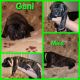 Bandog Puppies for sale in Joliet, Illinois. price: $1,500