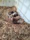 Bandog Puppies for sale in Ruther Glen, Virginia. price: $300