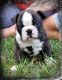 Bantam Bulldog Puppies for sale in Peterborough, ON, Canada. price: NA