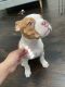 Bantam Bulldog Puppies for sale in Houston, TX 77002, USA. price: NA