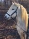 Barb Horses for sale in Louisville, KY, USA. price: NA