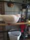 Barbary Dove Birds for sale in Austin, TX 78748, USA. price: $50