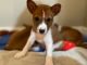 Basenji Puppies for sale in Mississauga, ON, Canada. price: NA