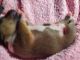 Basenjis for sell in Iowa