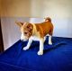 Basenji Puppies for sale in California City, CA, USA. price: $650