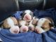 Basenji Puppies for sale in Dallas, TX, USA. price: $950