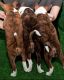 Basenji Puppies for sale in Abington, Pennsylvania. price: $1,000