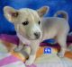 Basenji Puppies for sale in Caldwell, TX 77836, USA. price: $700