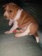 AKC registered benji puppies for sale