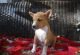 Quality AKc Register Basenji Puppies For Sale