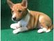 Cute and available Basenji puppies for adoption.